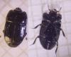 Platysoma compressum